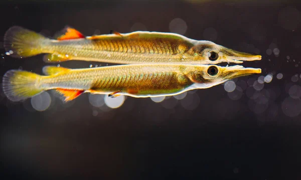 Wrestling halfbeak Dermogenys pusilla fêmea em água doce. — Fotografia de Stock