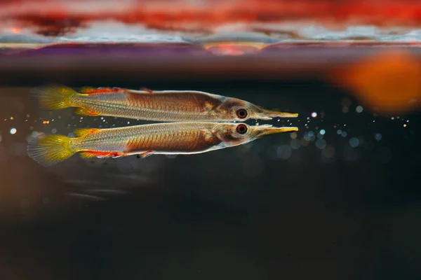 Реслінг наполовину дзьоб Дермогени гнійниця жіноча у прісній воді . — стокове фото