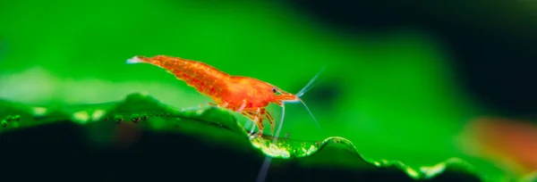Big fire red or cherry dwarf shrimp with green background in fresh water aquarium tank. — Stock Photo, Image