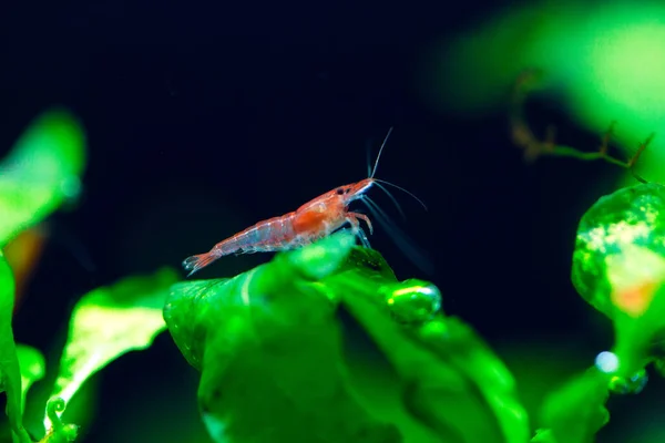 Big fire red or cherry dwarf shrimp with green background in fresh water aquarium tank. — Stock Photo, Image