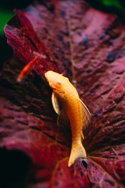 Gelber Ancistrus-Albino im Süßwasseraquarium. — Stockfoto