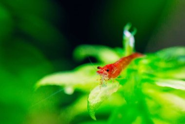 Tatlı su akvaryum tankında yeşil arka planı olan büyük ateş kırmızısı ya da kiraz cücesi karidesi..