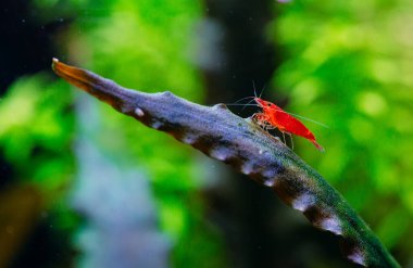 Tatlı su akvaryum tankında yeşil arka planı olan büyük ateş kırmızısı ya da kiraz cücesi karidesi..