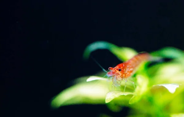 Big fire red or cherry dwarf shrimp with green background in fresh water aquarium tank. — Stock Photo, Image