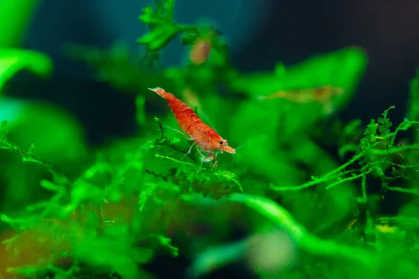 Große feuerrote oder Kirschzwerg-Garnelen mit grünem Hintergrund im Süßwasser-Aquarium. — Stockfoto