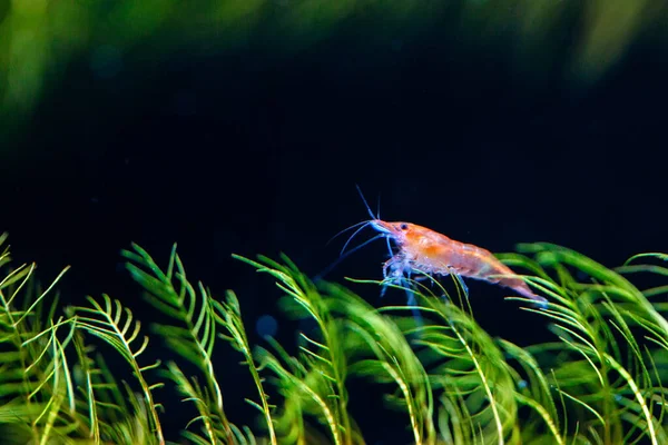 Große feuerrote oder Kirschzwerg-Garnelen mit grünem Hintergrund im Süßwasser-Aquarium. — Stockfoto