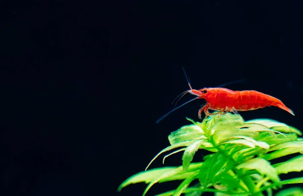 Big fire red or cherry dwarf shrimp with green background in fresh water aquarium tank. — Stock Photo, Image