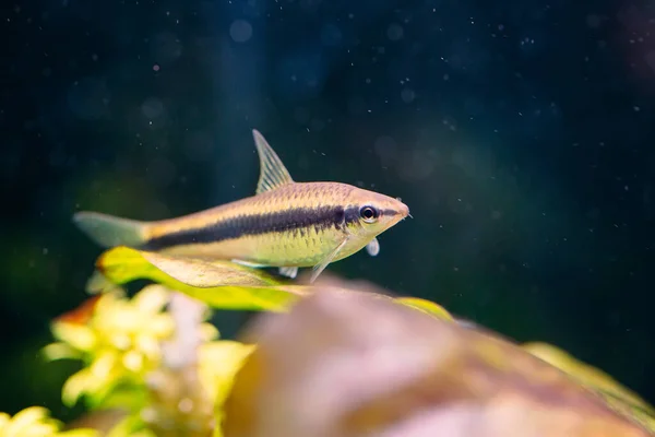 Comedor de algas siamesas en un acuario de agua dulce. —  Fotos de Stock