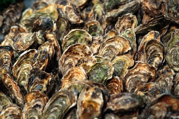 Ostras para venda no mercado de frutos do mar. Barraca do mercado de peixe cheia de ostras frescas. — Fotografia de Stock