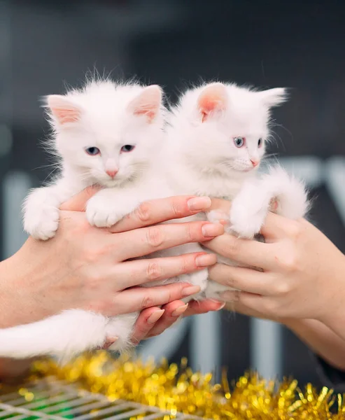 Exposição ou gatos justos. Gatos puro-sangue bem tratados. — Fotografia de Stock