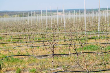 İlkbaharda çiçek açmış sıra sıra ağaçlarla dolu bir elma bahçesi..