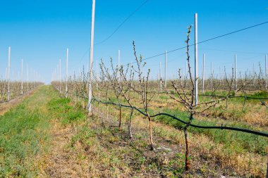 İlkbaharda çiçek açmış sıra sıra ağaçlarla dolu bir elma bahçesi..