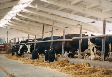 Çiftlikteki İnekler. Ahırda saman yiyen inekler.