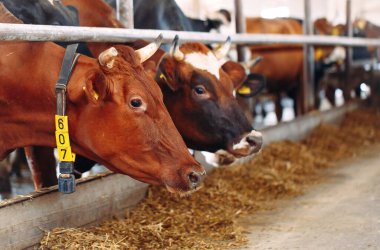 Çiftlikteki İnekler. Ahırda saman yiyen inekler.