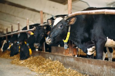 Çiftlikteki İnekler. Ahırda saman yiyen inekler.