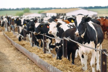 Çiftlikteki İnekler. Ahırda saman yiyen inekler.