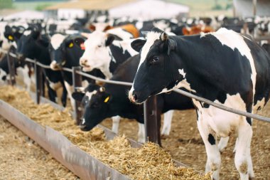 Çiftlikteki İnekler. Ahırda saman yiyen inekler.