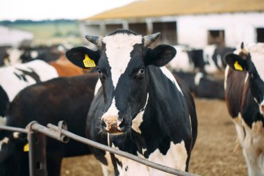 Çiftlikteki İnekler. Ahırda saman yiyen inekler.
