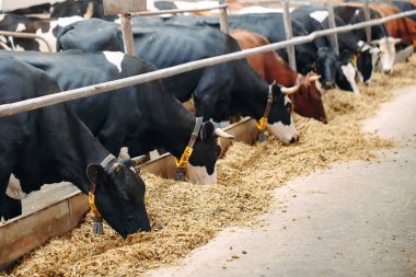 Çiftlikteki İnekler. Ahırda saman yiyen inekler.