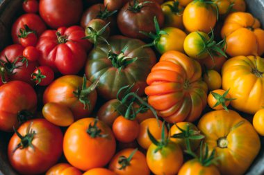 Farklı renklerde domatesler koyu arkaplanda bir gradyan olarak gösterilir..