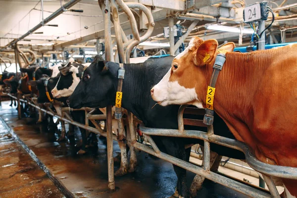 農場で牛。安定した状態で干し草を食べる牛. — ストック写真