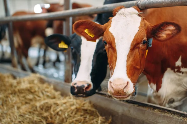 Çiftlikteki İnekler. Ahırda saman yiyen inekler.