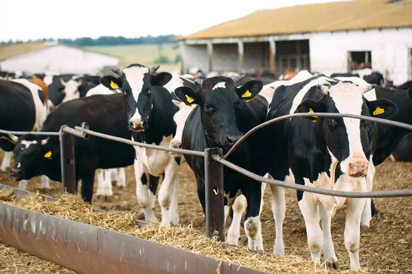 Vacas en la granja. Vacas comiendo heno en el establo. — Foto de Stock