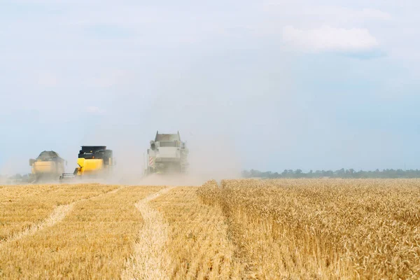 Combinar cosechadoras cosechas de trigo maduro. Agricultura. Campos de trigo. —  Fotos de Stock