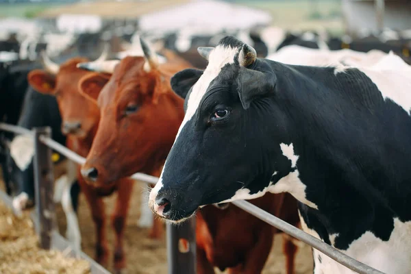 Cows on Farm. Cows eating hay in the stable. — Stock Photo, Image