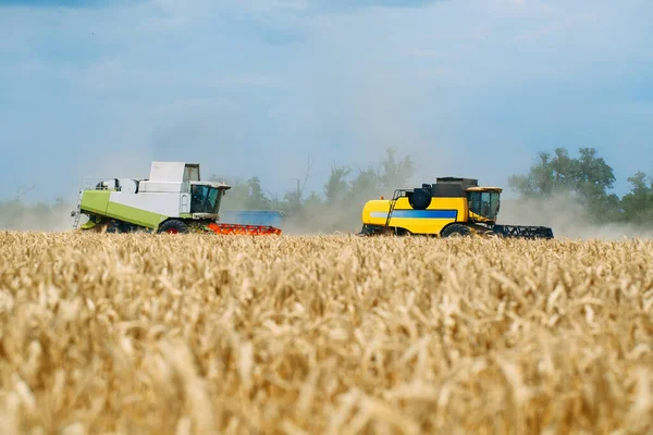 Combinar cosechadoras cosechas de trigo maduro. Agricultura. Campos de trigo. —  Fotos de Stock