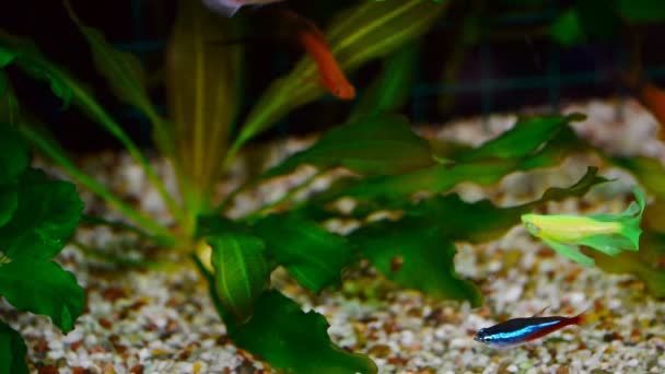 Kleurrijke Aquariumvissen Donkerblauw Water — Stockvideo