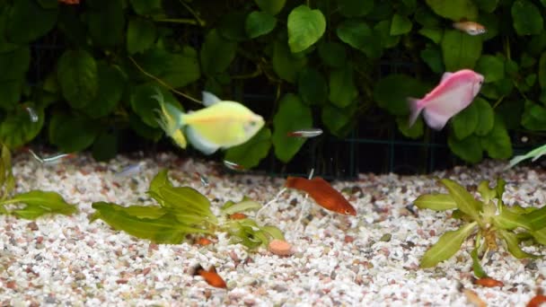 Diverese Fische im Aquarium. — Stockvideo