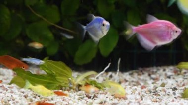 Akvaryum akvaryumunun kapağı balık dolu.