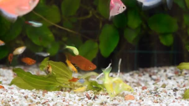 Vue rapprochée de nombreux poissons mangeant des aliments dans l'aquarium de la maison . — Video