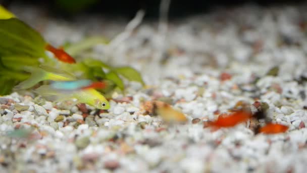 Peces pequeños en pecera o acuario, peces dorados, guppy y peces rojos, carpas de lujo con planta verde, concepto de vida submarina . — Vídeo de stock