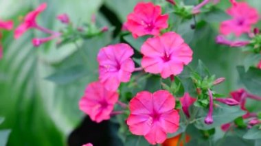 Mirabilis jalapa, Peru mucizesi veya dört saatlik bir çiçek, Mirabilis bitkisinin en yaygın süs türüdür ve çeşitli renklerde mevcuttur.