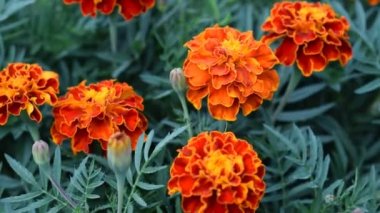 Bahçede çiçek Tagetes patula. Kadife çiçeği Tagetes patula çiçekler. Tagetes Patula güzel grup sarı ve kırmızı çiçekler.