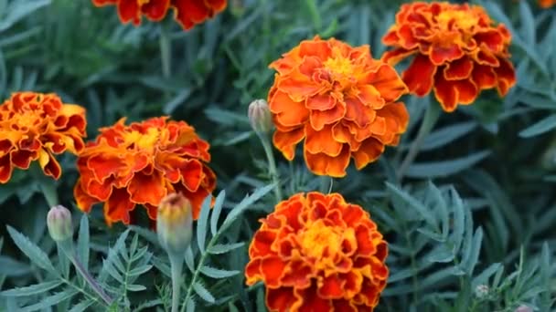 Bahçede çiçek Tagetes patula. Kadife çiçeği Tagetes patula çiçekler. Tagetes Patula güzel grup sarı ve kırmızı çiçekler. — Stok video