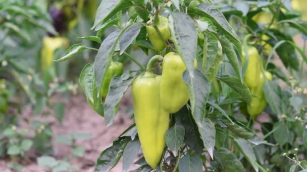 Ripe and unripe bell pepper growing on bush in the garden. Bulgarian or sweet pepper plant. home pepper garden — Stock Video