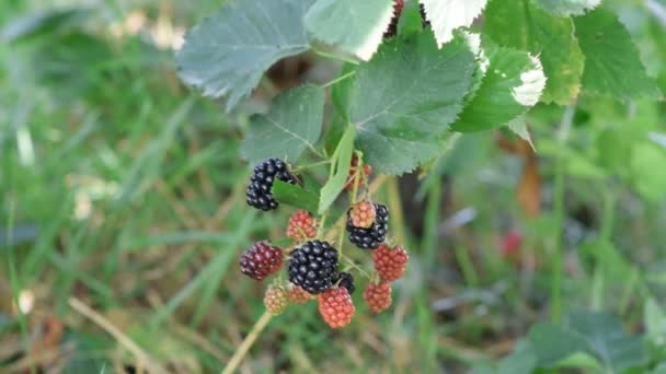 Cercanía de moras en un arbusto de moras, en una granja . — Vídeos de Stock