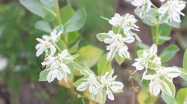 Euphorbia marginata çiçekli. Güzel Euphorbia bitkisi. Yaz bitkisi kapat. Beyaz ve yeşil yapraklar. Çiçek -lenme. Yaz.
