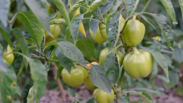 Ripe and unripe bell pepper growing on bush in the garden. Bulgarian or sweet pepper plant. home pepper garden. — Stock Video