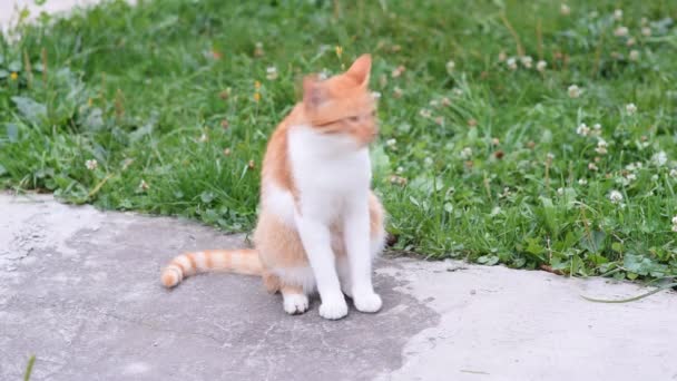 Un chaton rouge sans abri dans la rue. Mignon visage de chat .
