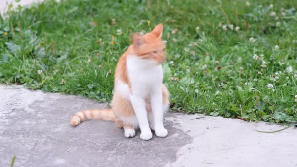 Červené kotě na ulici. Roztomilá kočičí tvář. — Stock video