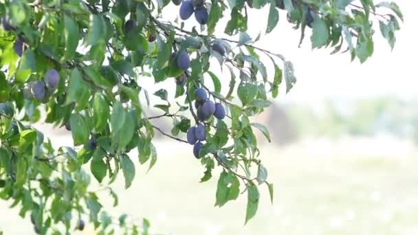Слива на дереве в теплый осенний день — стоковое видео