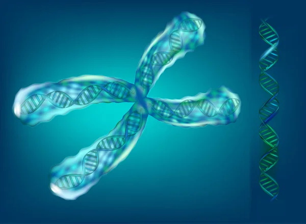 Obrázek Chromozomů Genetika Vektorové Ilustrace — Stockový vektor