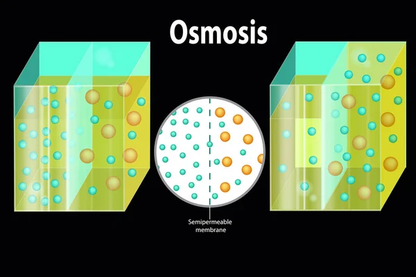 Omvänd Osmos Processen Vatten Som Passerar Genom Ett Halvgenomträngligt Membran — Stock vektor