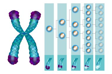 Illustration showing the position of telomeres at the end of our chromosomes. Telomere shortening - with every cell division and during different pathological processes. clipart