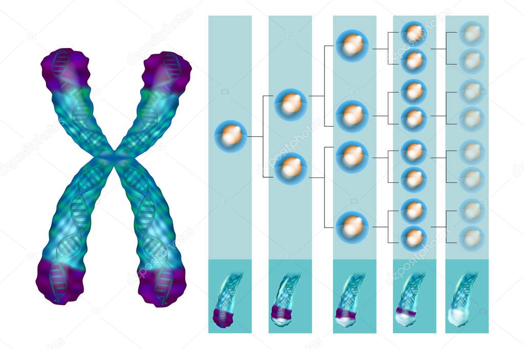 Illustration showing the position of telomeres at the end of our chromosomes. Telomere shortening - with every cell division and during different pathological processes.