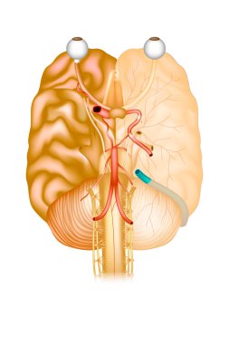Base of the brain. The cranial nerves.  Cerebral arterial circle clipart
